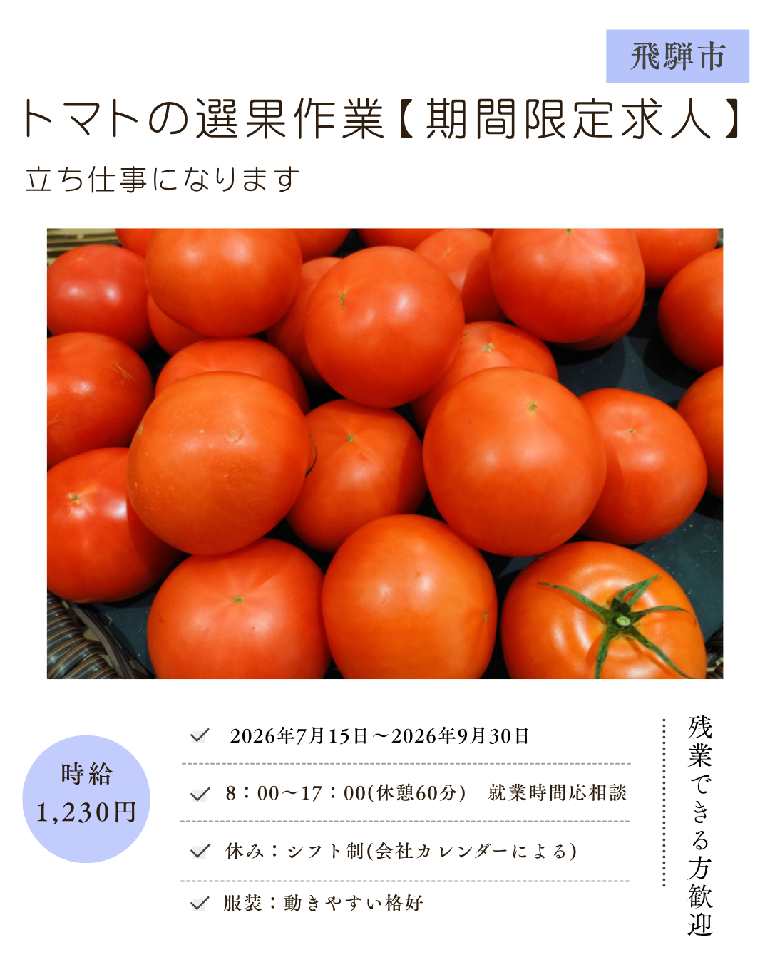 トマトの選果作業（飛騨市）